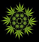 graines_à_autofloraison