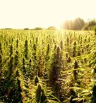graines_outdoor