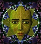 salvia_divinorum